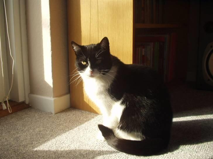 Huskat Figaro billede 11