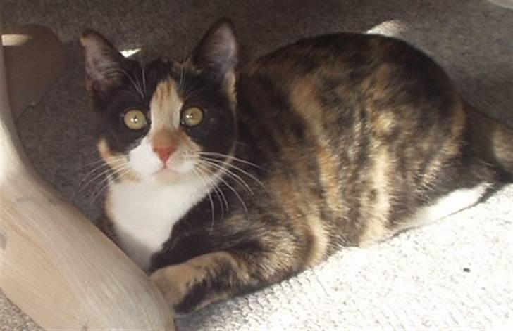 Huskat Wilma - Her ser vi en lidt mindre Wilma (:  billede 12