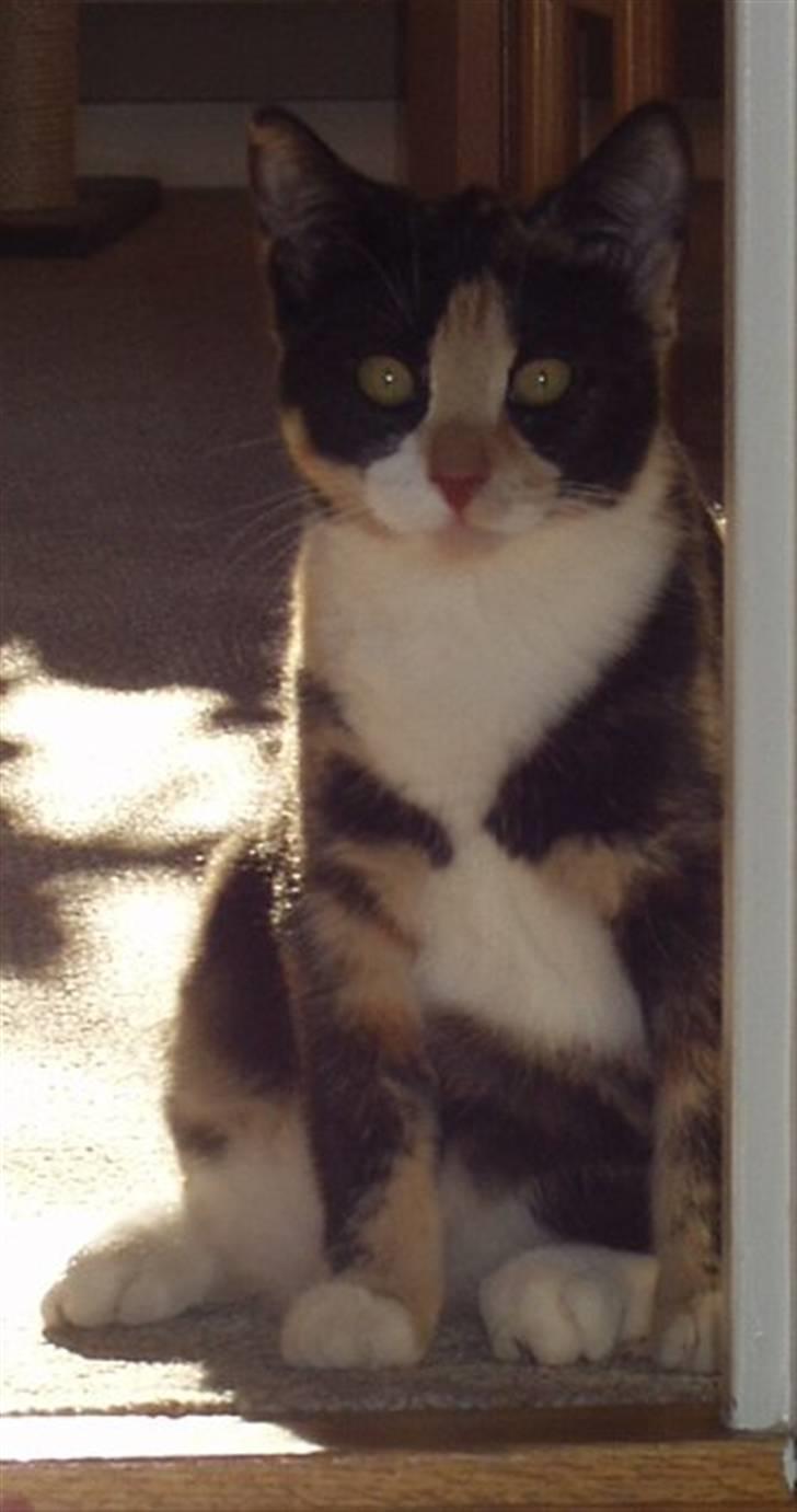 Huskat Wilma - Igen en billed jeg fandt frem - lille nuser Wilma :)  billede 13