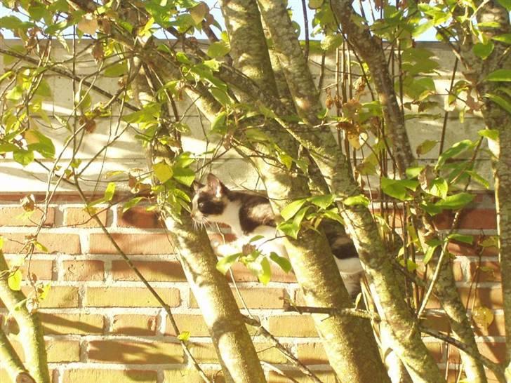 Huskat Wilma - Lille Wilma klatre i kææææmpe træ :D billede 14