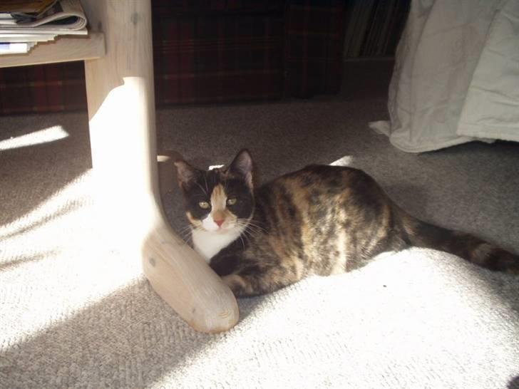 Huskat Wilma - Lille lille wilma. :)  billede 15