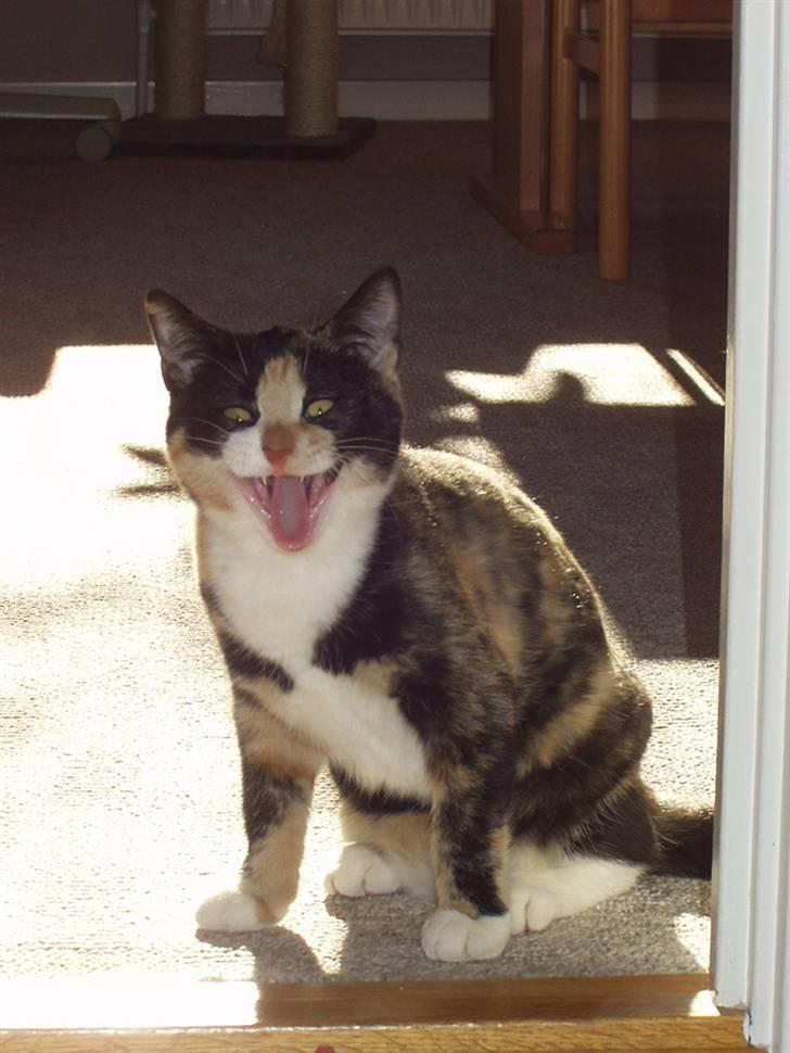 Huskat Wilma - Uhh jeg er farlig! :D - Lille Wilma igen. billede 16