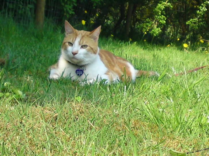 Huskat Anton - jeg er en stor jæger pas på derude billede 1