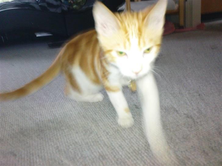 Huskat Anton - her er jeg baby billede 2