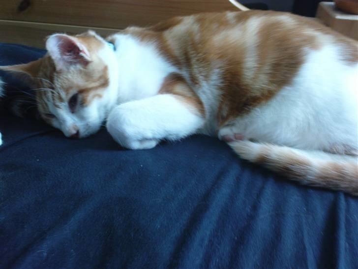 Huskat Anton billede 3