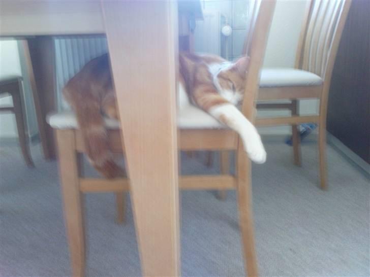 Huskat Anton billede 4