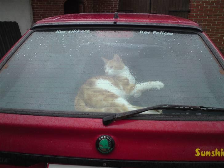 Huskat Anton - Biler er det bedste  billede 6