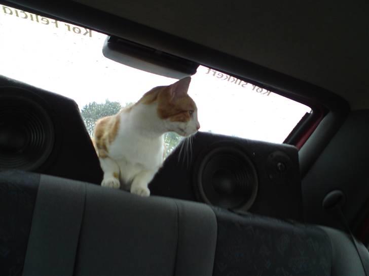 Huskat Anton - jeg elsker bare biler og tit så bliver min mor forskrækket når hun kører for jeg skulle jo ikke med billede 7