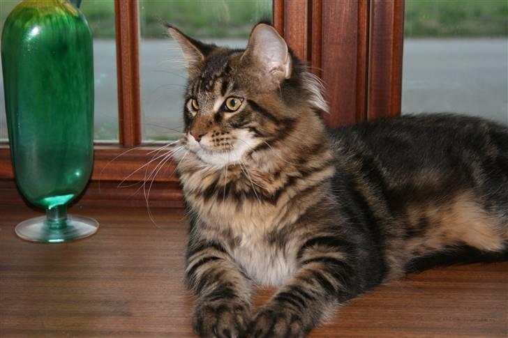 Maine Coon Boromir Big Bear billede 1