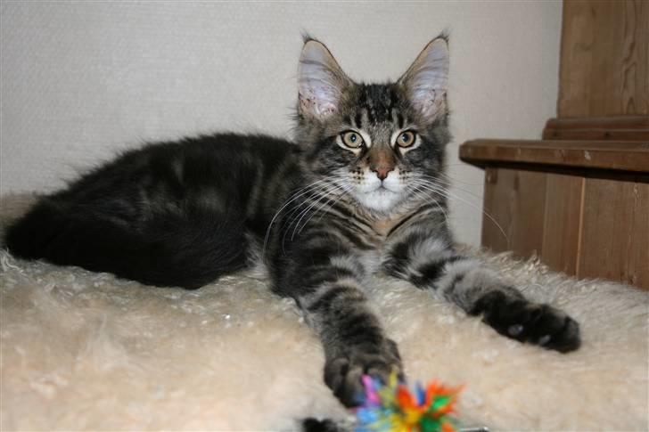 Maine Coon Boromir Big Bear billede 2