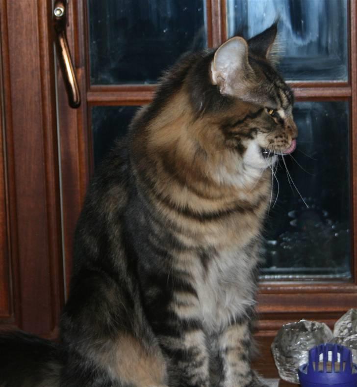 Maine Coon Boromir Big Bear billede 3