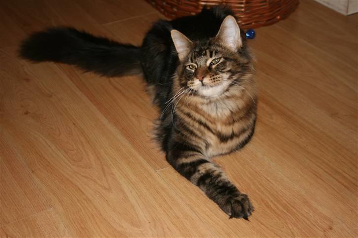 Maine Coon Boromir Big Bear billede 6