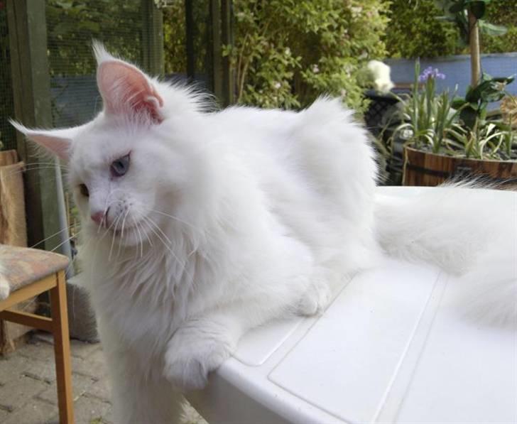 Maine Coon Zub Zero billede 1