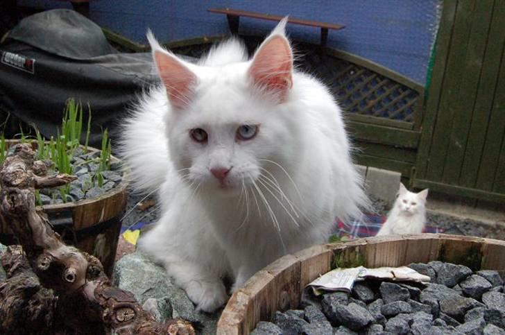 Maine Coon Zub Zero billede 2