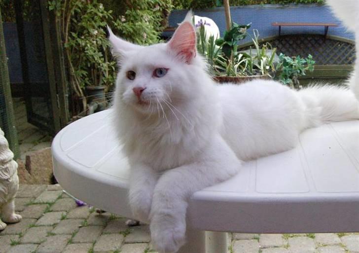 Maine Coon Zub Zero billede 3
