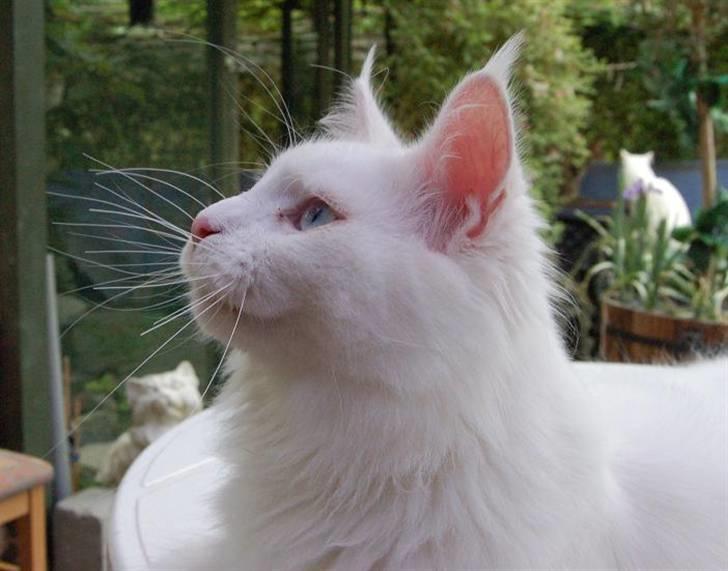 Maine Coon Zub Zero billede 4