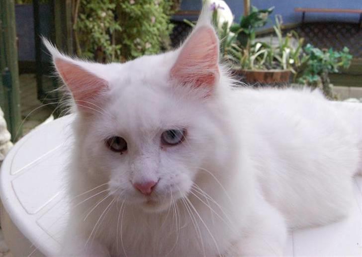 Maine Coon Zub Zero billede 5