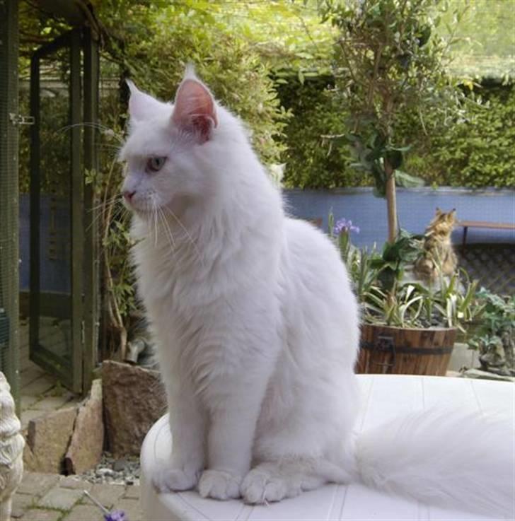 Maine Coon Zub Zero billede 6