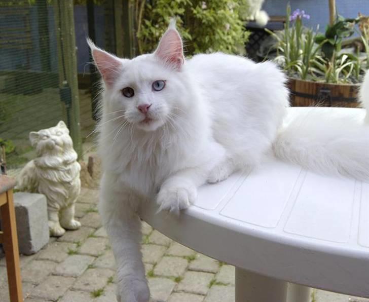 Maine Coon Zub Zero billede 7