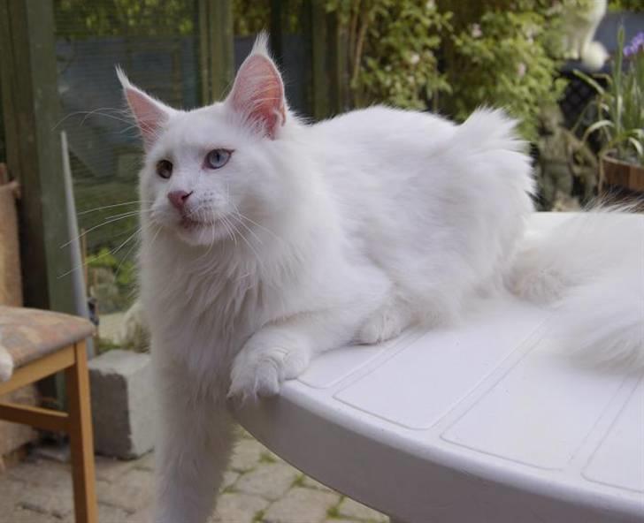 Maine Coon Zub Zero billede 8