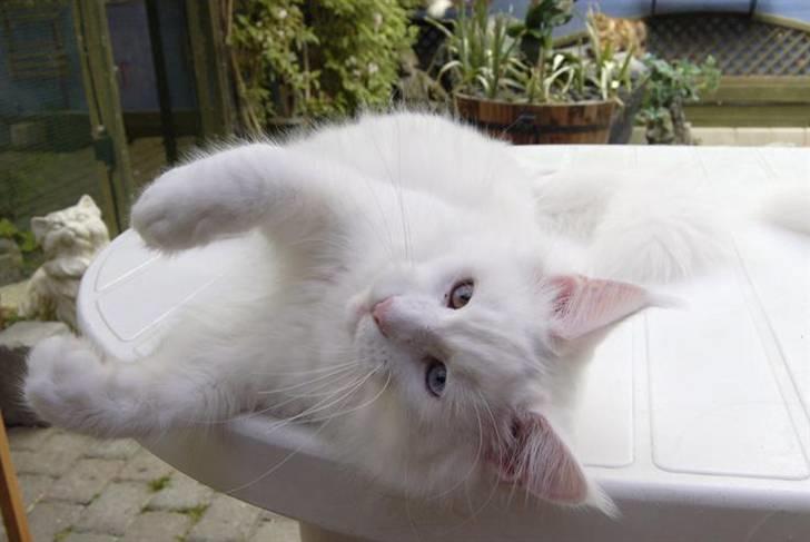 Maine Coon Zub Zero billede 10