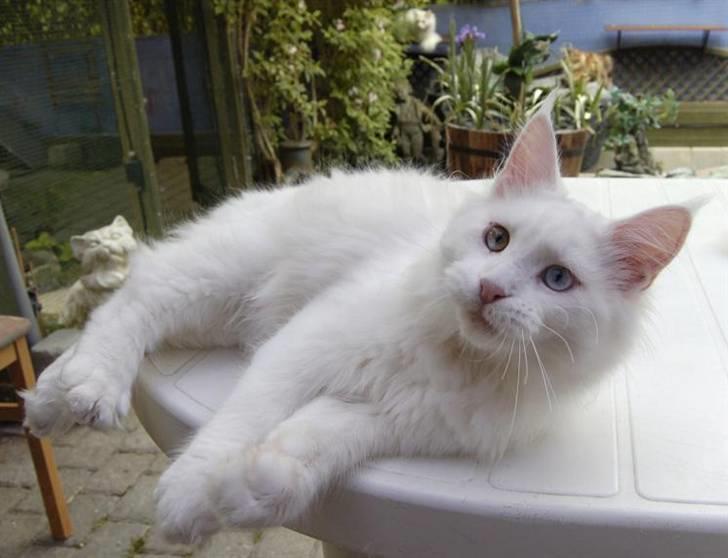 Maine Coon Zub Zero billede 11