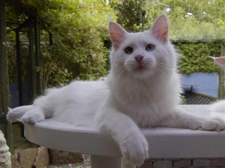 Maine Coon Zub Zero billede 12
