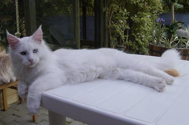 Maine Coon Zub Zero billede 13