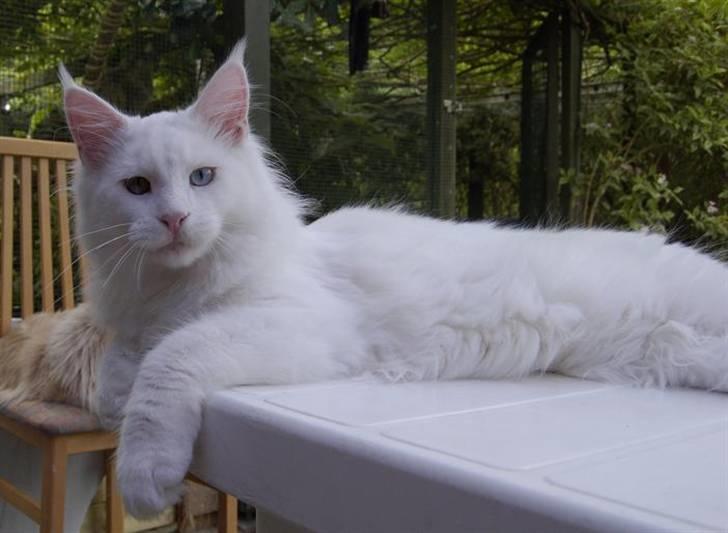 Maine Coon Zub Zero billede 14