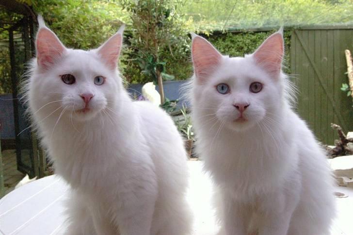 Maine Coon Zub Zero billede 15