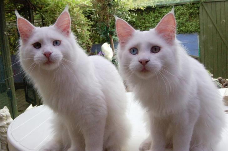 Maine Coon Zub Zero billede 16