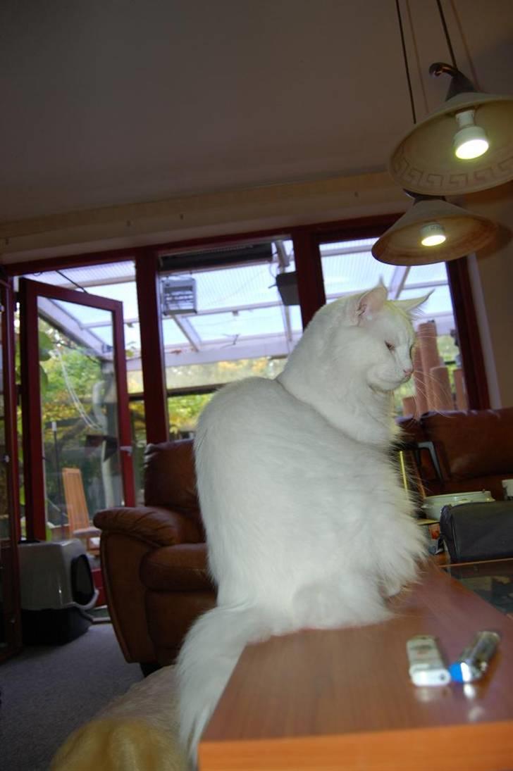 Maine Coon Zub Zero billede 17