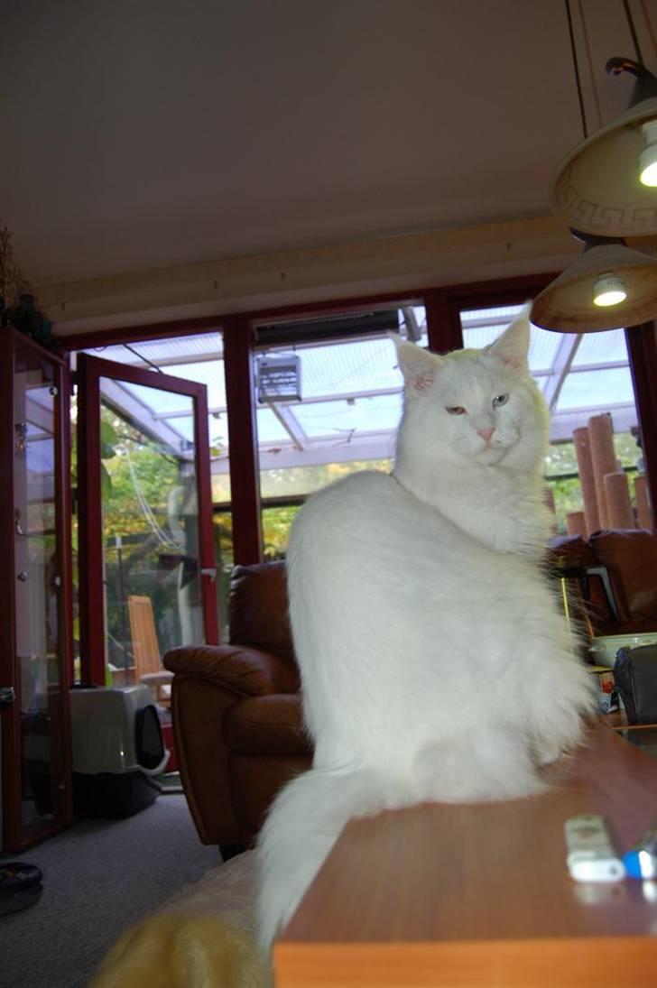 Maine Coon Zub Zero billede 18