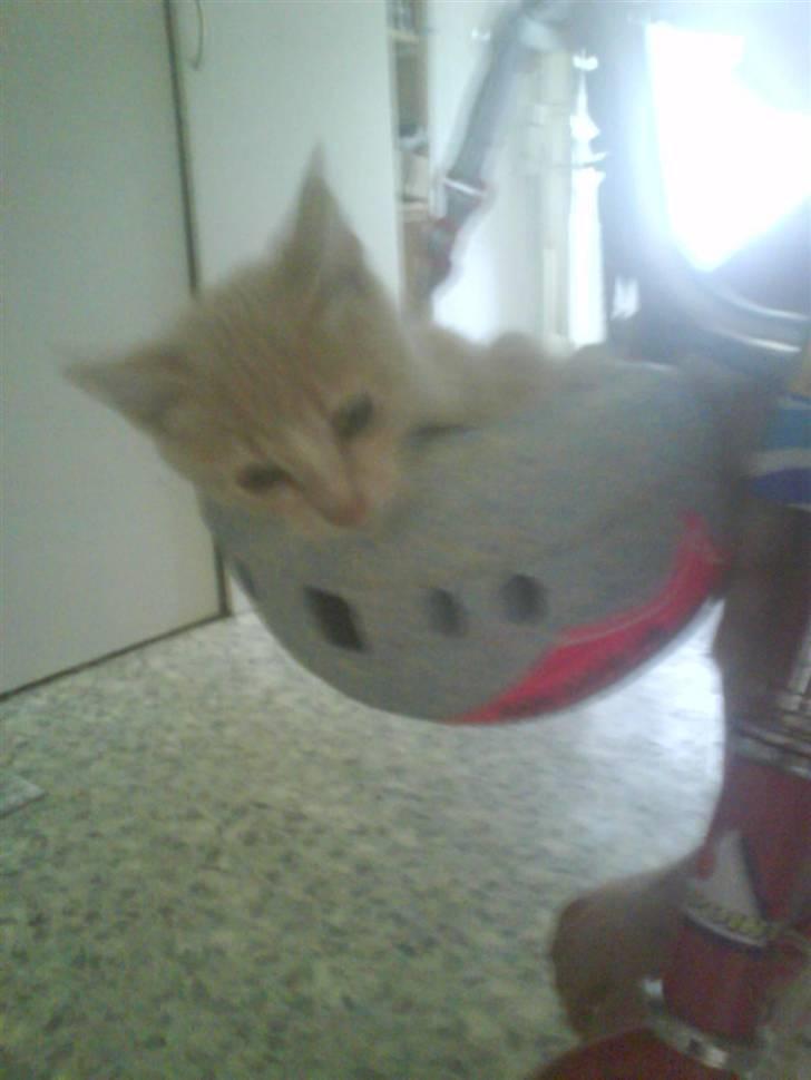 Huskat kirby :) billede 9