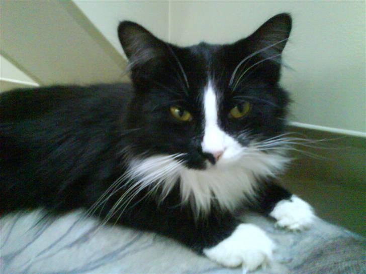 Maine Coon Ronja billede 5