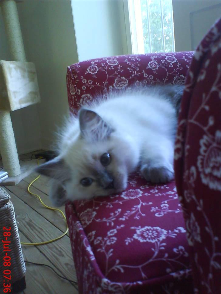 Ragdoll Annemone - Er jeg ikke nuttet? billede 1