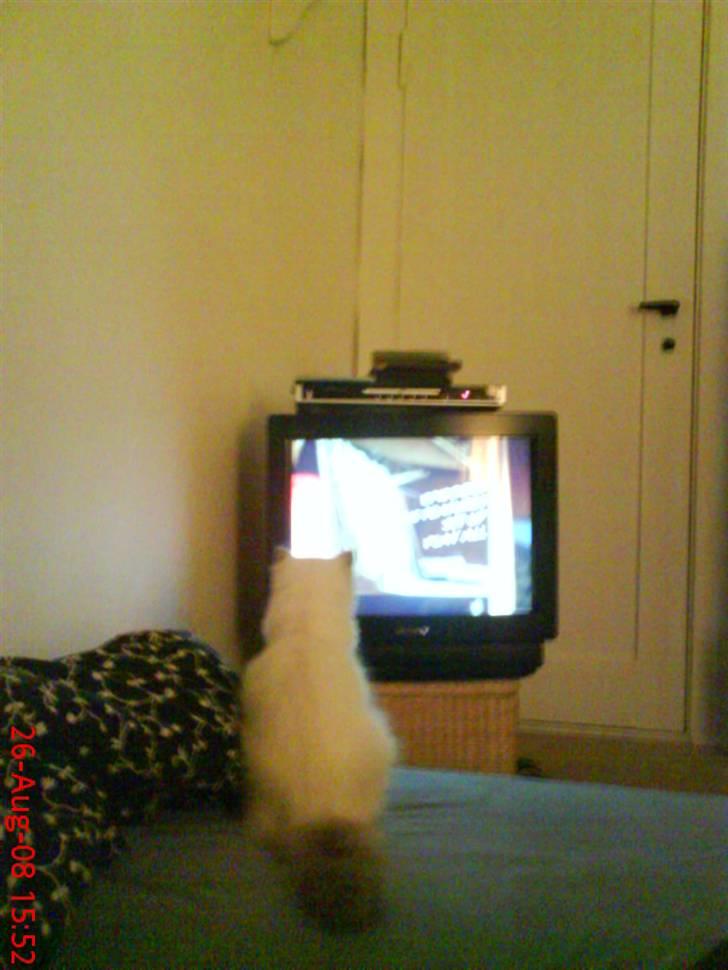 Ragdoll Annemone billede 2