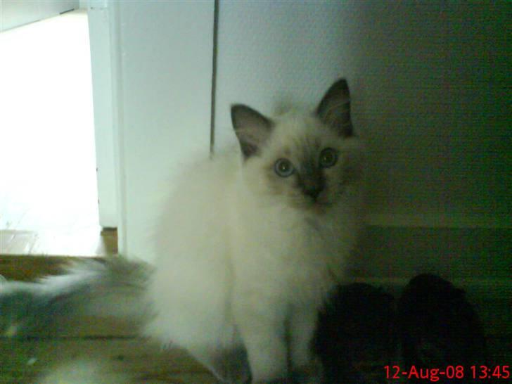 Ragdoll Annemone billede 3