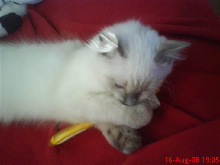 Ragdoll Annemone billede 4