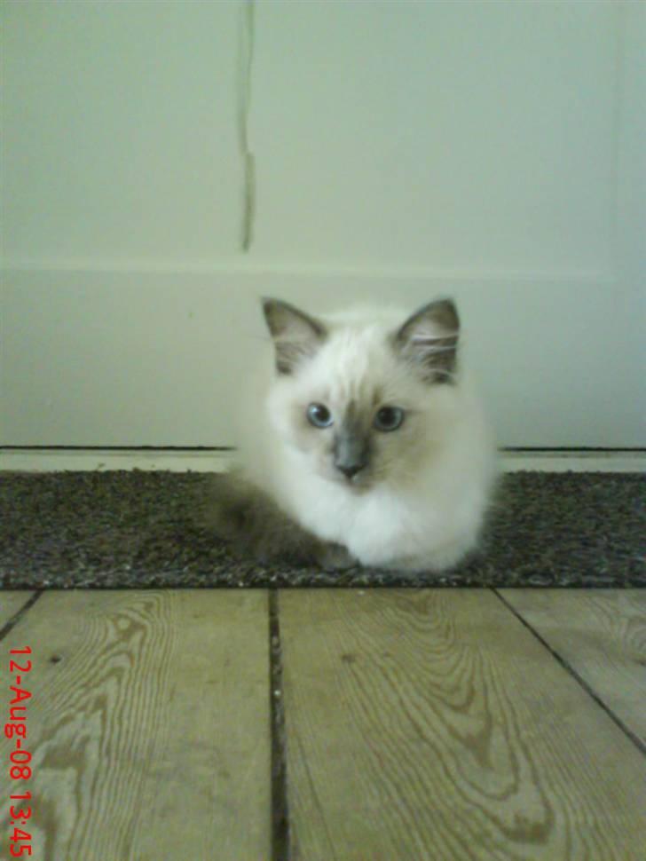 Ragdoll Annemone billede 5