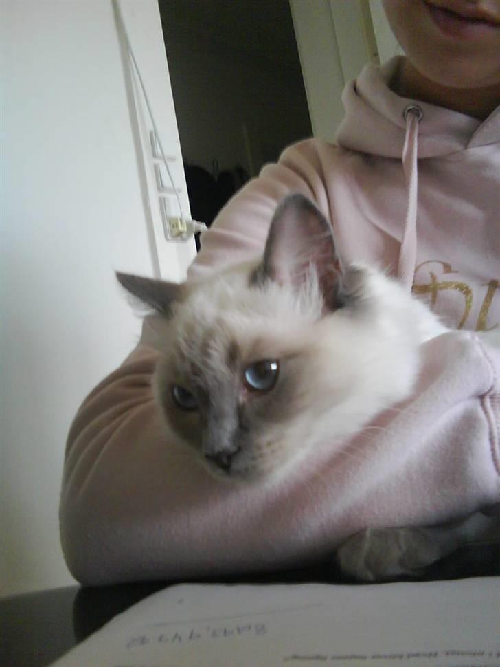 Ragdoll Annemone billede 6