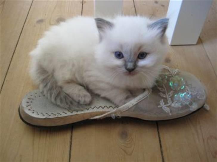 Ragdoll Annemone - Annemone som killing billede 7