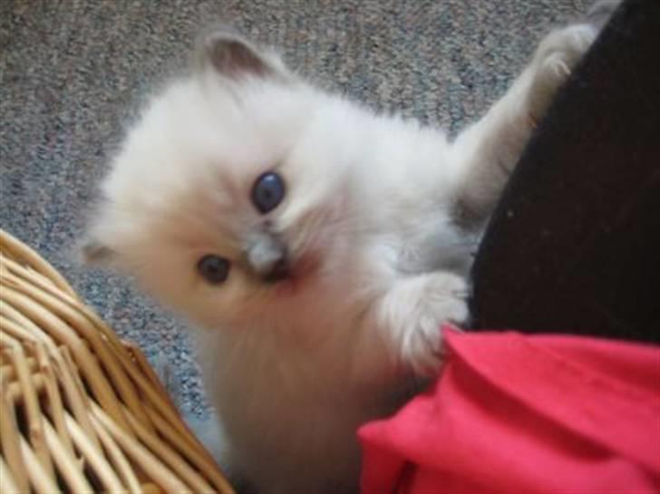 Ragdoll Annemone - Eventyrlysten er man vel altid billede 8