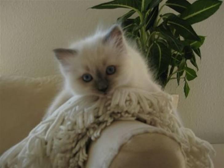 Ragdoll Annemone - sådan ligger hun stadigvæk :) billede 9