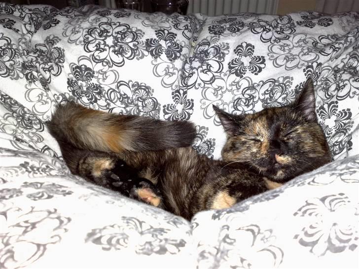 Huskat ,.-´*PEPSI*´-., - Vi nyyyyyder livet :D billede 1