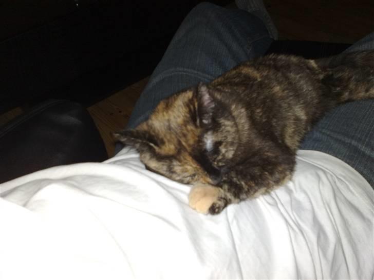 Huskat ,.-´*PEPSI*´-., - efter en laaaaang dag.  billede 2