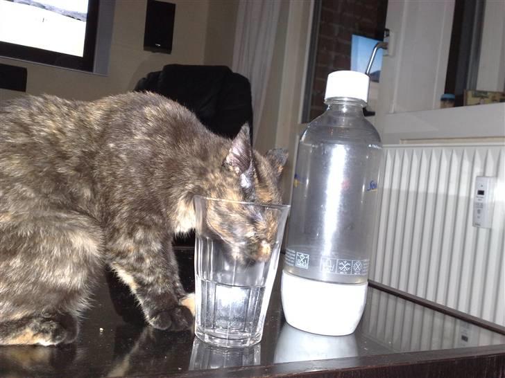 Huskat ,.-´*PEPSI*´-., - Hey fyld lige min vandskål op :D billede 3