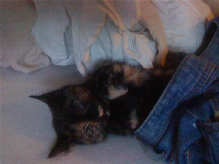 Huskat ,.-´*PEPSI*´-., - Pepsi med bukser på! billede 5