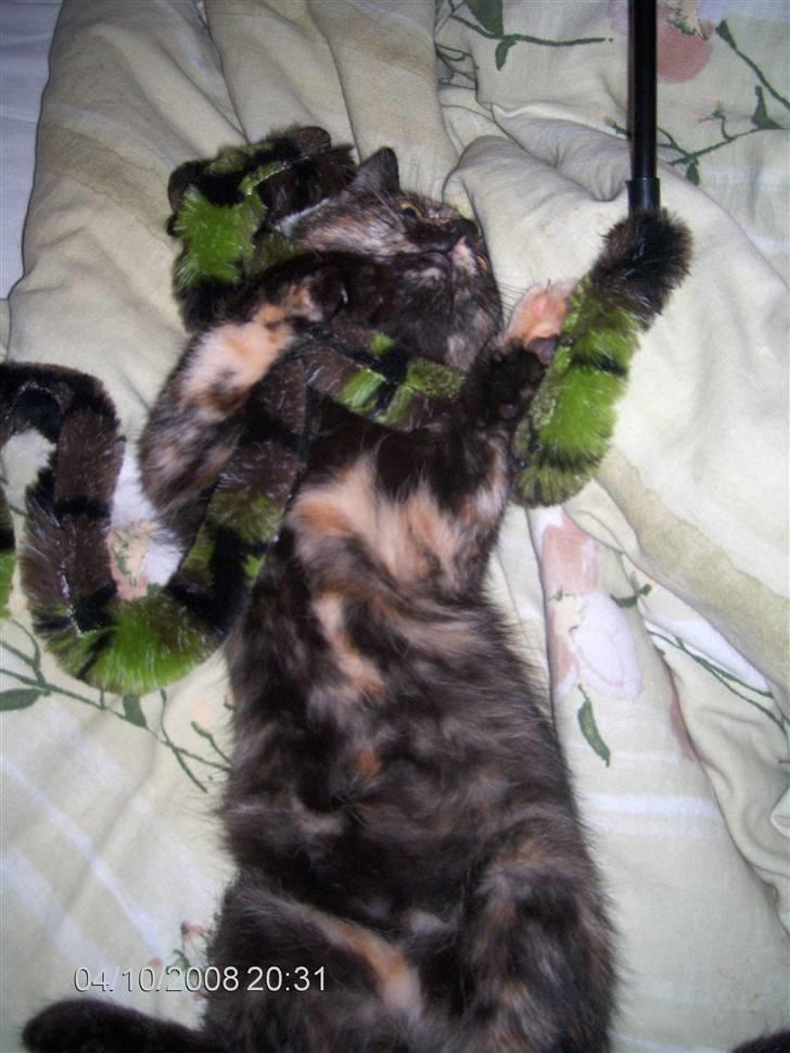 Huskat ,.-´*PEPSI*´-., - Har fanget en kongekobra... billede 6