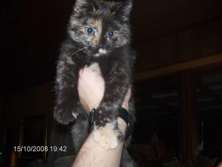 Huskat ,.-´*PEPSI*´-., - En rigtig fotomodel. billede 7